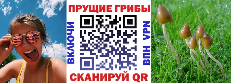 это наркотические препараты  сколько стоит  Новодвинск  Псилоцибиновые грибы GOLDEN TEACHER 